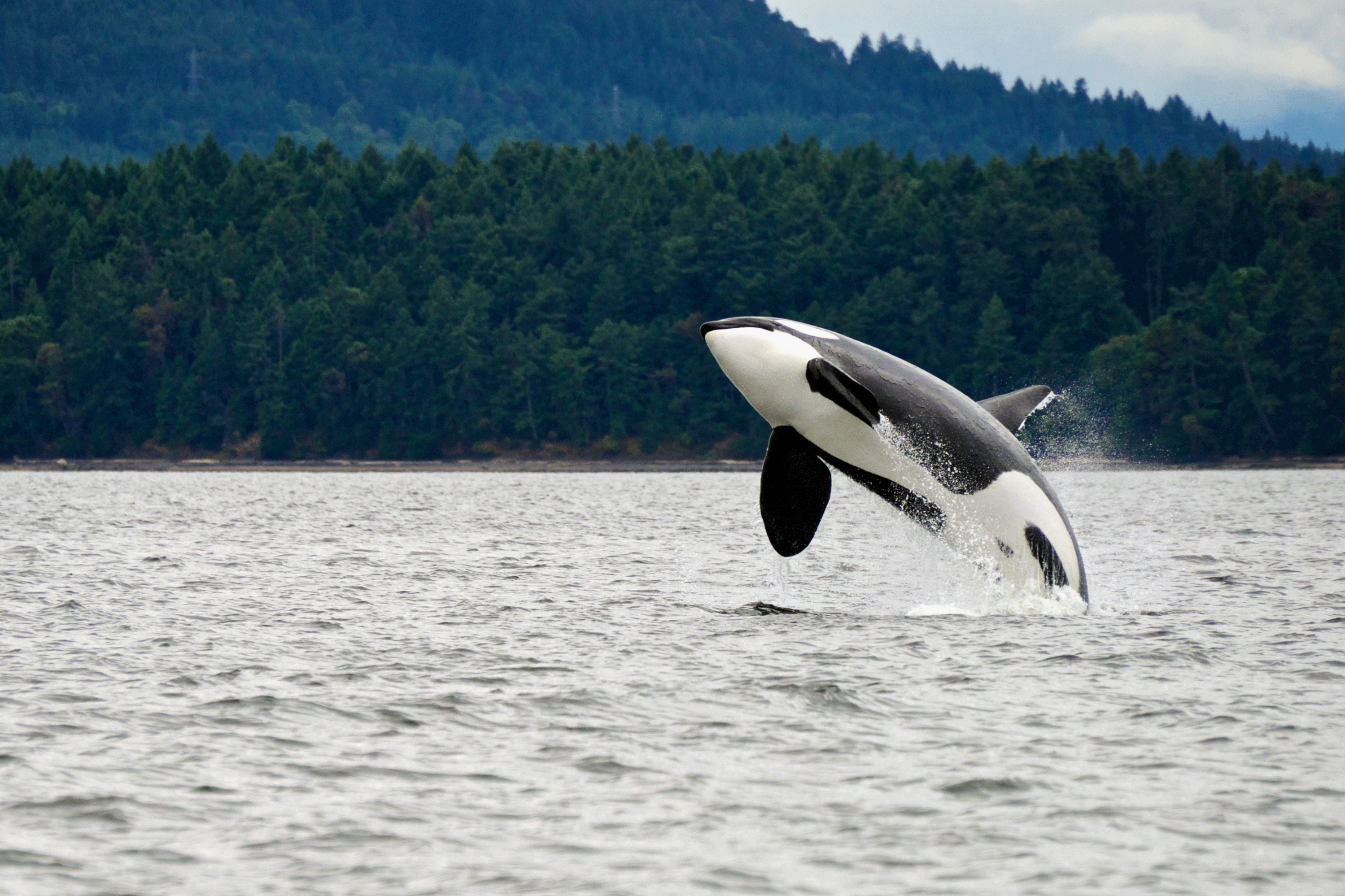 Whale Watching in the USA and Canada